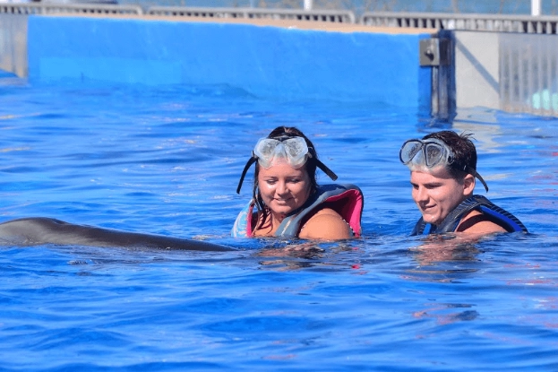 dolphin snorkeling tours