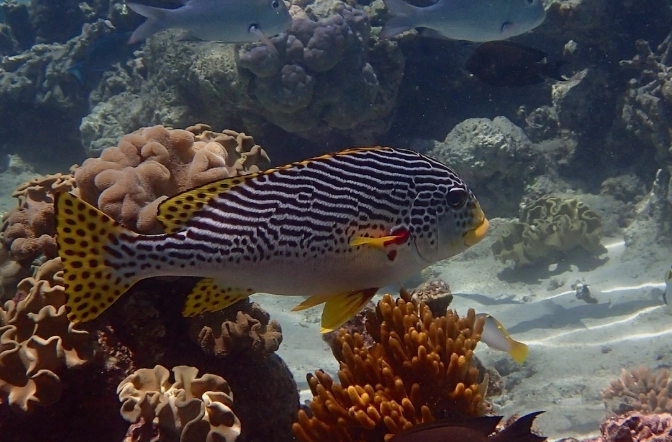 snorkeling fish identification