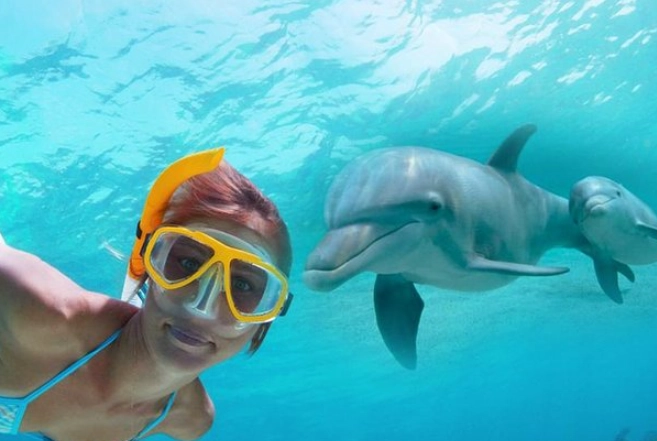 how to snorkel with dolphins responsibly