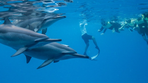 how to snorkel with dolphins responsibly