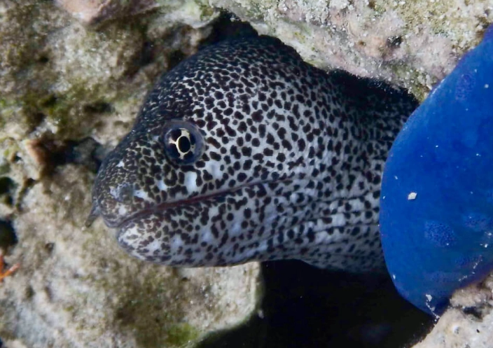 coral reef identification guide