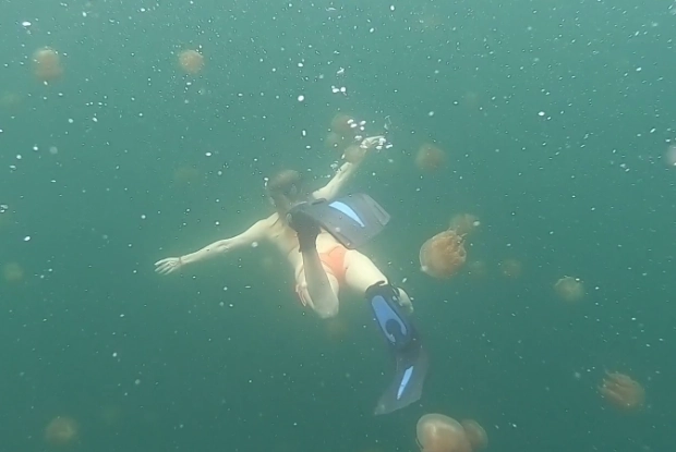 jellyfish sting protection