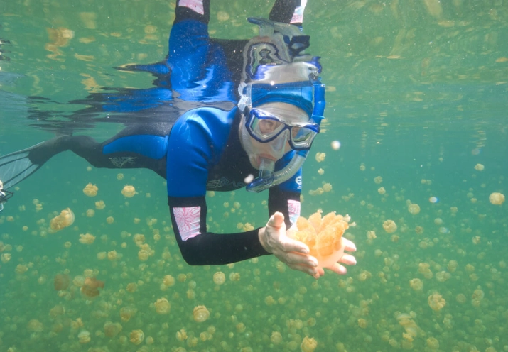 best places to snorkel with jellyfish