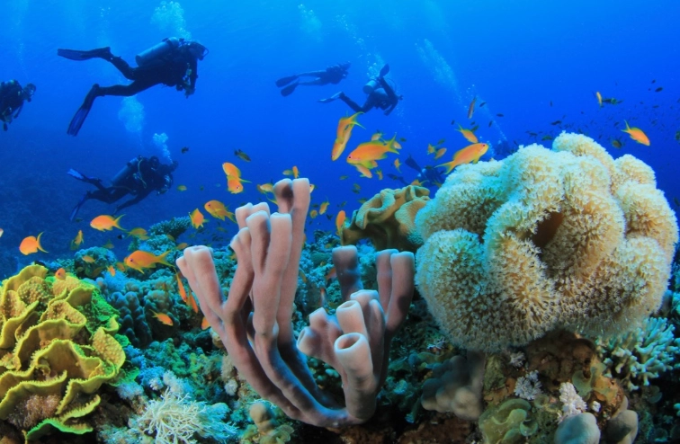 snorkeling safety tips snorkeling safety tips