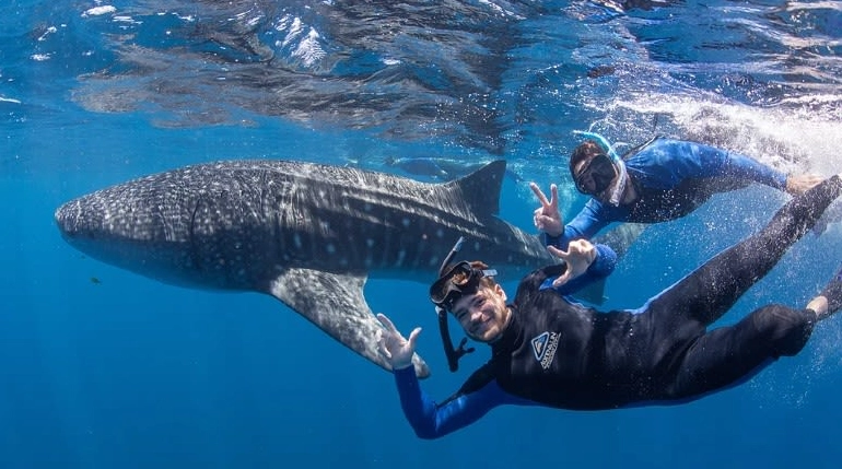 Snorkeling with Whales Sharks