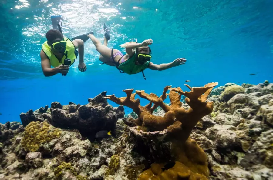 Coral Reef Snorkeling Guide