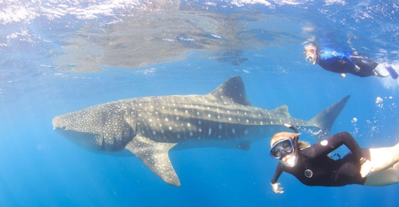 whale shark snorkeling tours