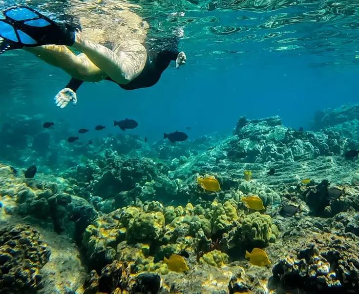 coral reef conservation coral reef conservation