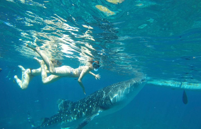best time to see whale sharks