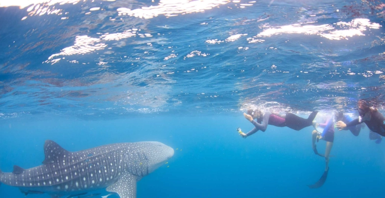 best time to see whale sharks