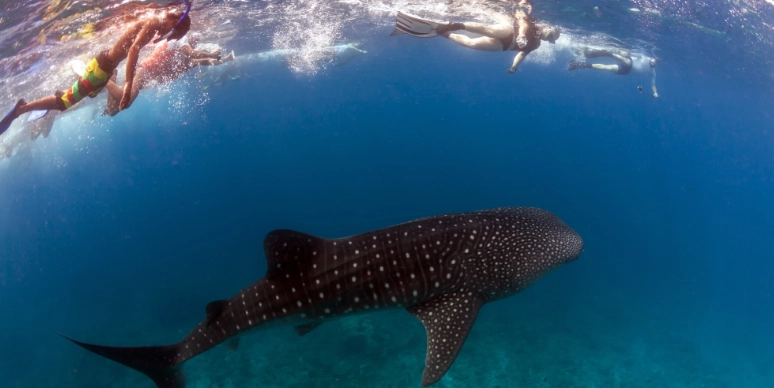 whale shark snorkeling tours
