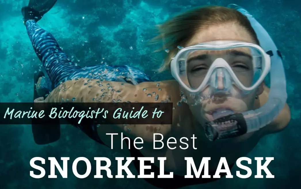 snorkeling for beginners
